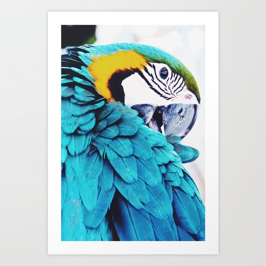 Parrot Life Art Print