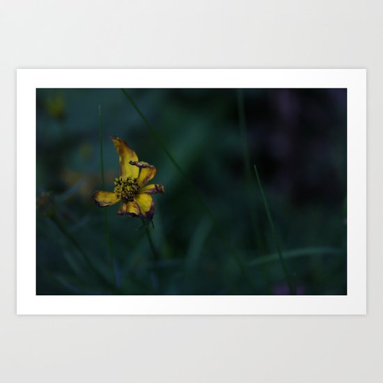 photograph of a Withering Buttercup flower in the evening shade Art Print