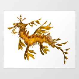 Leafy Sea Dragon Art Print