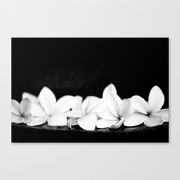 Singapore White Plumeria Flowers the Fragrance of Hawaii Canvas Print