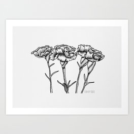 Carnations Art Print