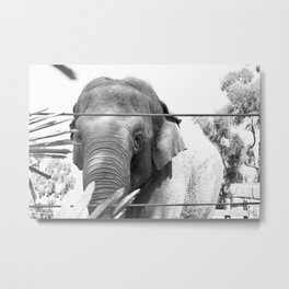Elephant Metal Print | Digital, Bnwphoto, Photo, Black And White, Elephant, Elephants, Animal, Elephantphoto 
