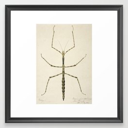 Stick Bug Vintage Drawing Framed Art Print