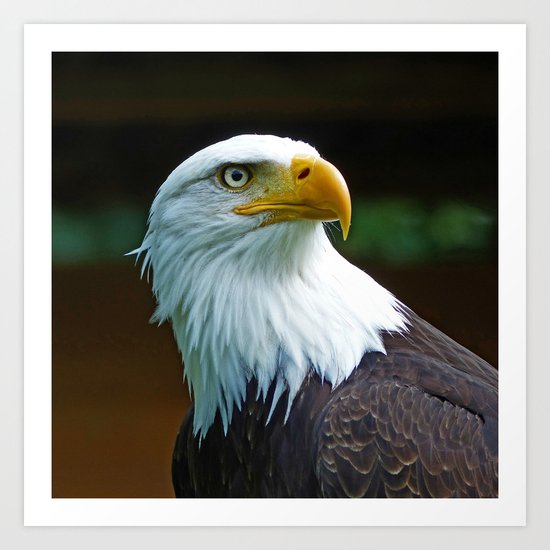 American Bald Eagle Head Art Print