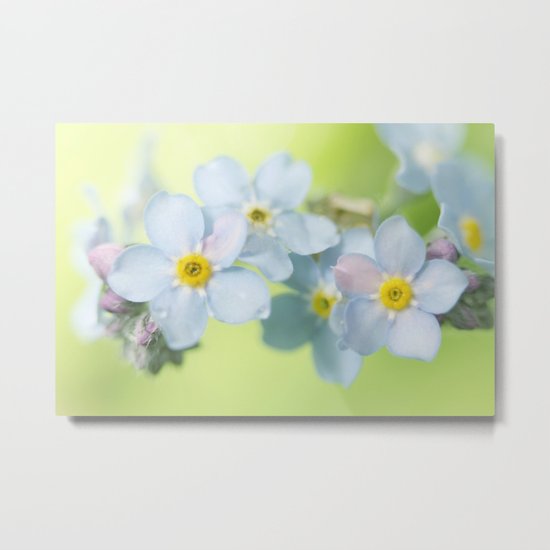 Forget-Me-Not Metal Print