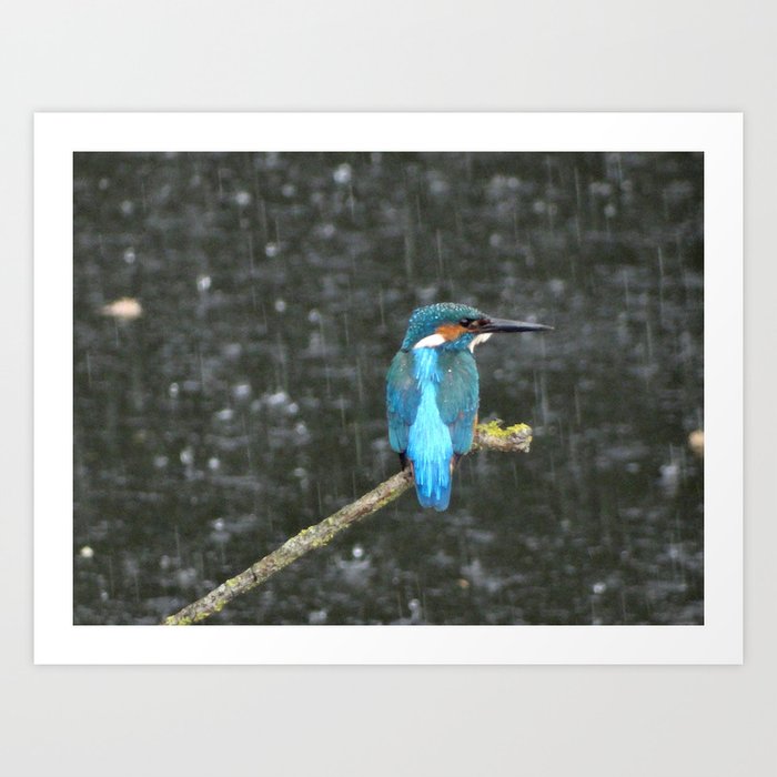Kingfisher in the rain Art Print