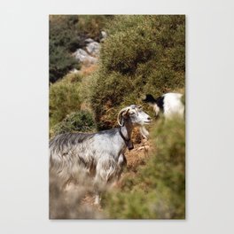 Greek Goat on the Hill | Green Animal Photograph | Cute & Fuzzy Mountain Goat | Travel Photography in Greece Canvas Print