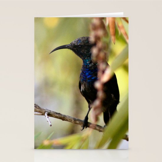 SUNBIRD Stationery Cards