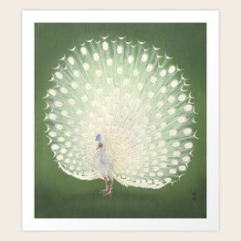 White Peacock Art Prints For Any Decor Style Society6