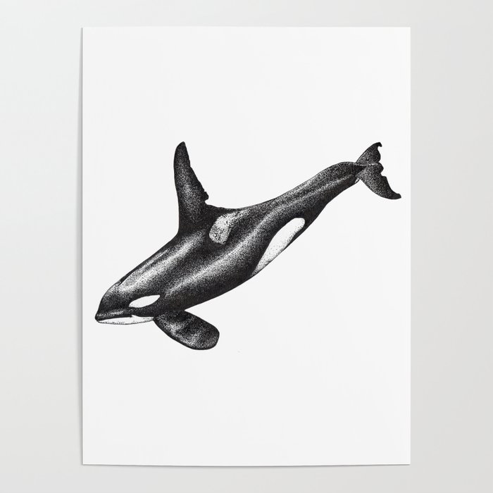 Orca killer whale ink art Poster