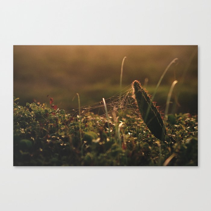Beach Vegetation With Sunset on Background Canvas Print