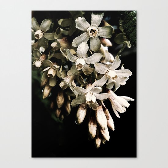 Flowering Currant, White icicle Canvas Print
