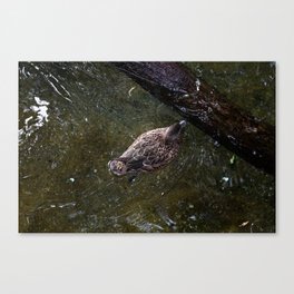Duck from above Canvas Print