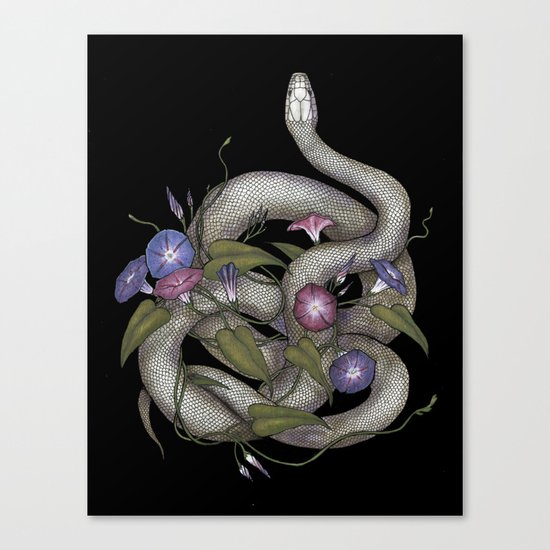 Morning Glories Canvas Print