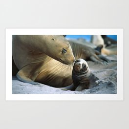 fur seals baby care tenderness Art Print