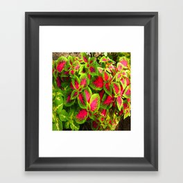 Pink Green Coleus Tropical Framed Art Print