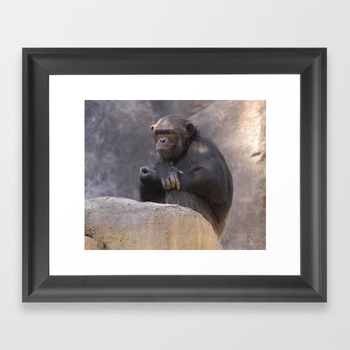 Primates  Framed Art Print