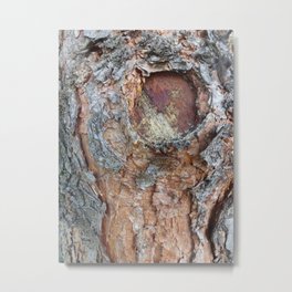 Pine tree bark Metal Print