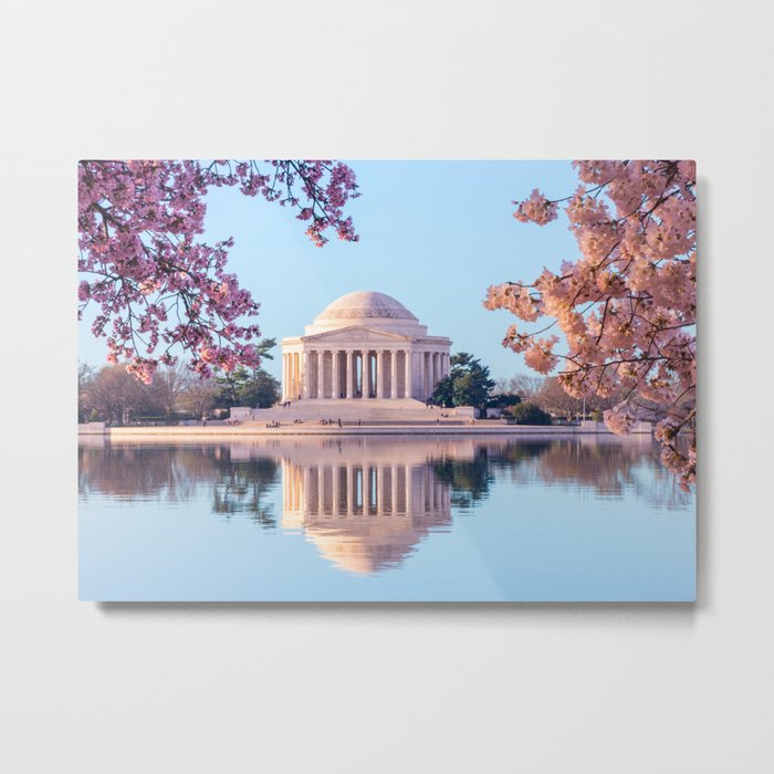 Cherry Blossoms at Jefferson Memorial in Washington DC Metal Print