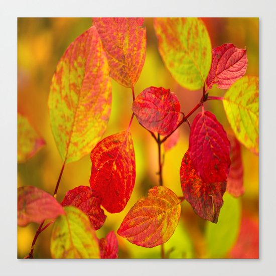 Red autumn leaves Canvas Print