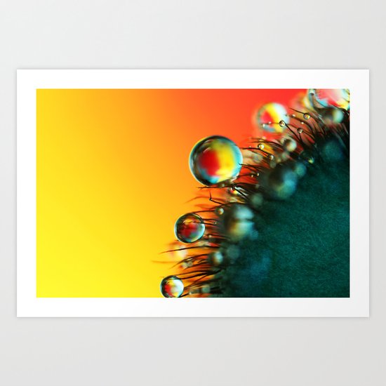 Poppy Drops Art Print