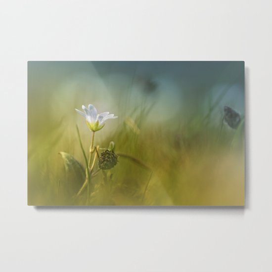 Cerastium fontanum subsp. vulgare Metal Print