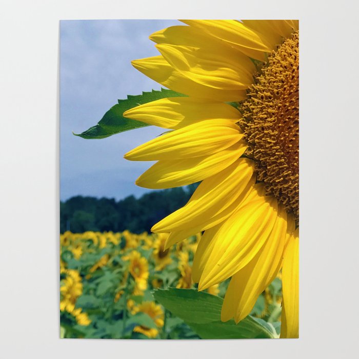 Sunflower in Paris Poster