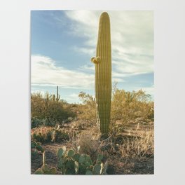 Saguaro Stands Poster