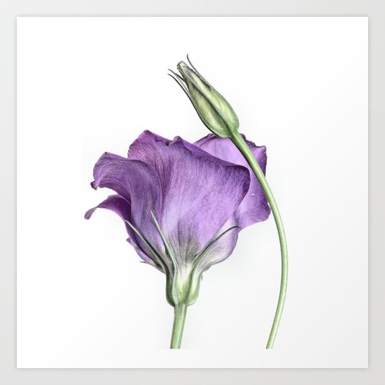 Purple Princess... Art Print