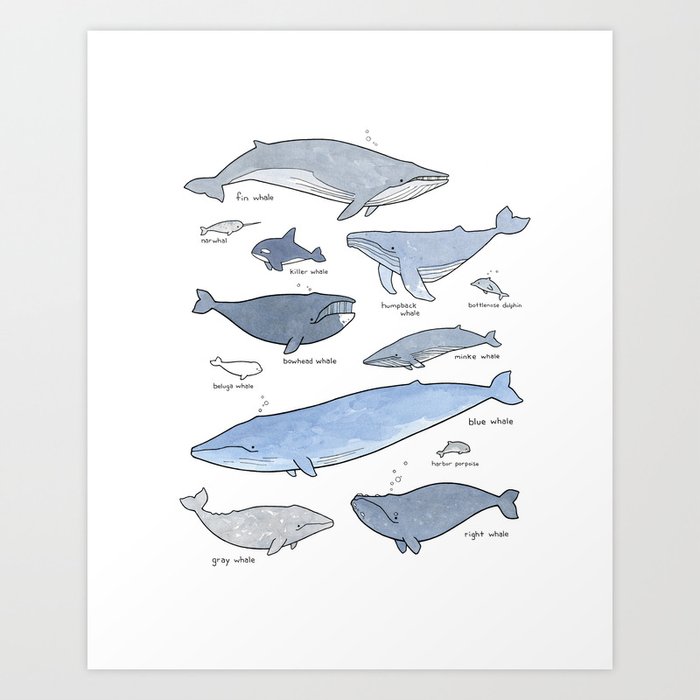 Серый кит рисунок