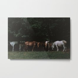 Wild Horses in the Woods | Nature and Landscape Photography Metal Print | Fine Art, Wildhorse, Inspiration, Film, Print, Travel, Mood, Animal, Aesthetic, Photo 