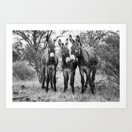 Three Wild Donkeys in the Desert Art Print