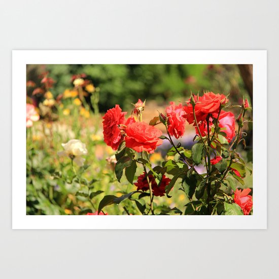 roses Art Print