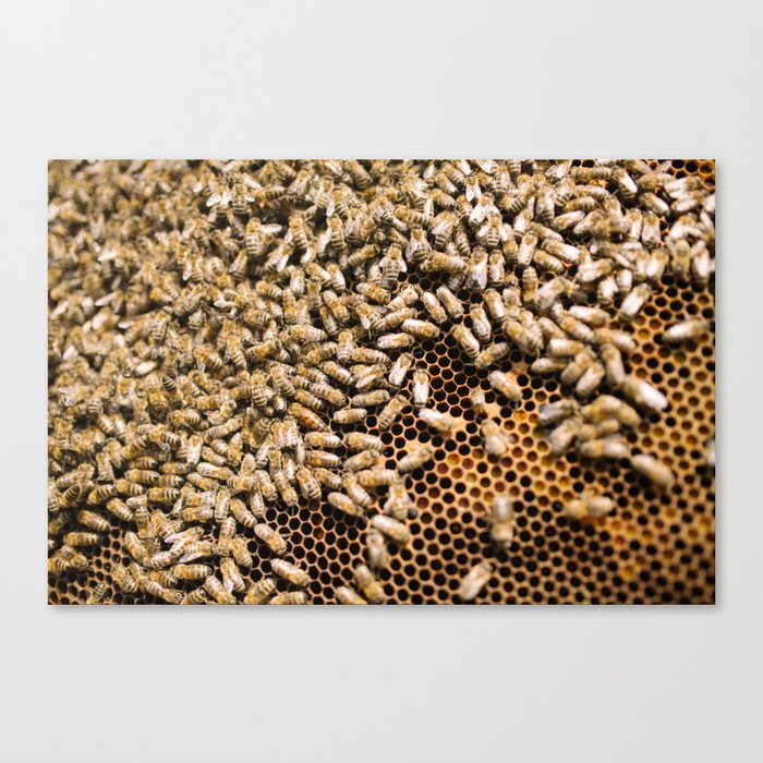beekeeping composition no.1 Canvas Print