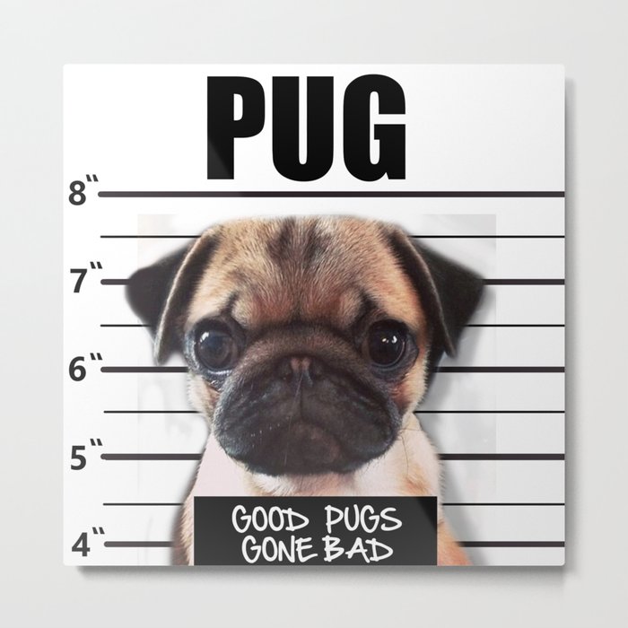 pug good and bad