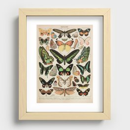 Papillon II Vintage French Butterfly Chart by Adolphe Millot Recessed Framed Print