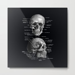 Skull Anatomy - Dark Version Metal Print