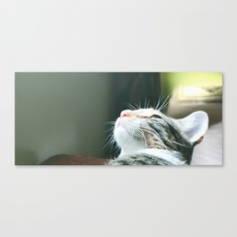 cute cat  Canvas Print