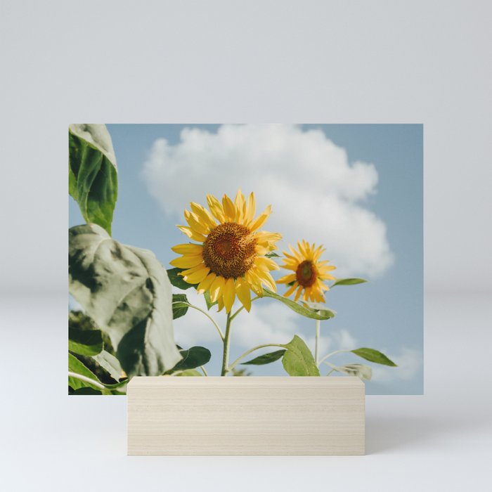 564 Sunflower Mini Art Print