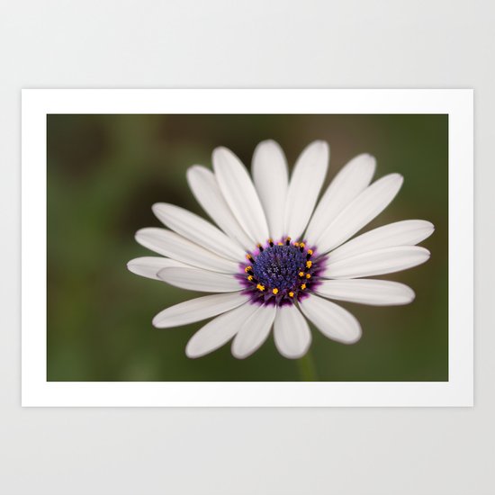 Osteospermum Art Print
