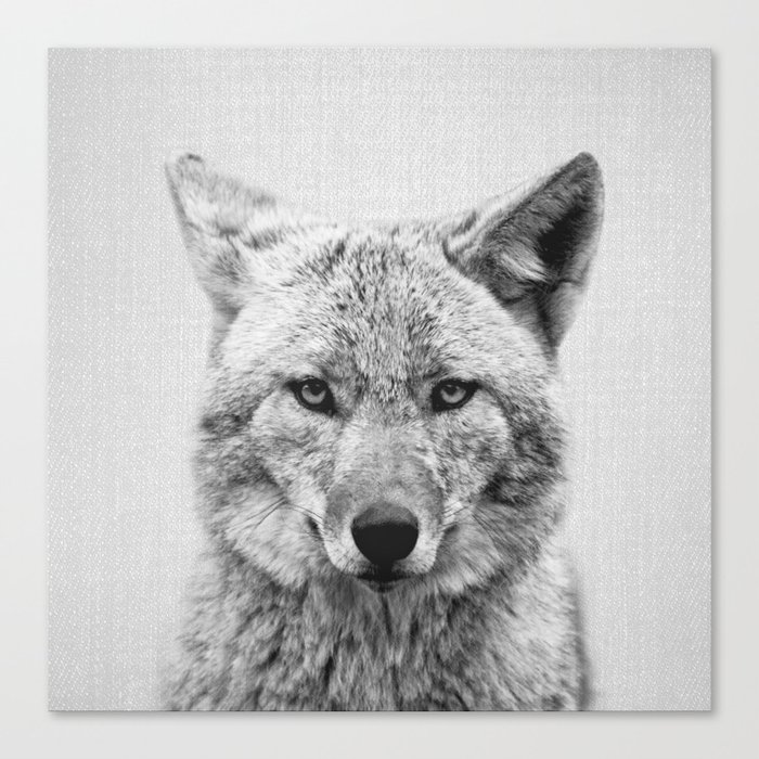 Coyote - Black & White Canvas Print