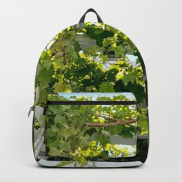 The Vid Backpack | Nature, Fruit, Naturaleza, Color, Uva, Vid, Green, Fruta, Photo, Frutas 
