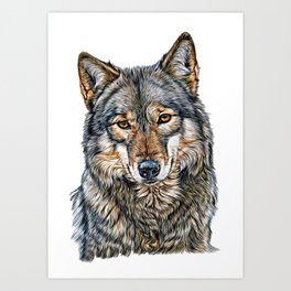 Cute Wolf Staring  Art Print