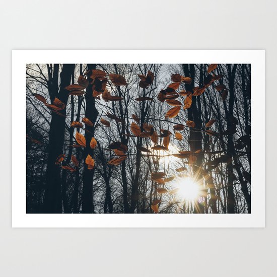 Fall Light Art Print