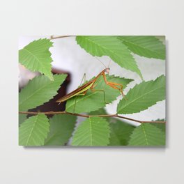 Praying Mantis Metal Print | Leaves, Nature, Insects, Stickbug, Sassybug, Natural, Buggingout, Insect, Greenery, Bug 