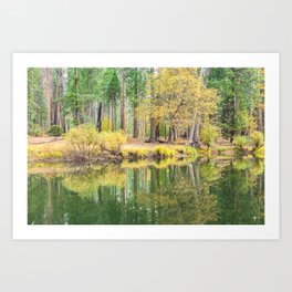Trees and Reflections Art Print