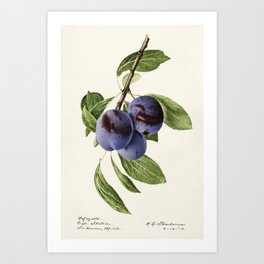 Plums (Prunus Domestica) (1919) by Royal Charles Steadman.1 Art Print