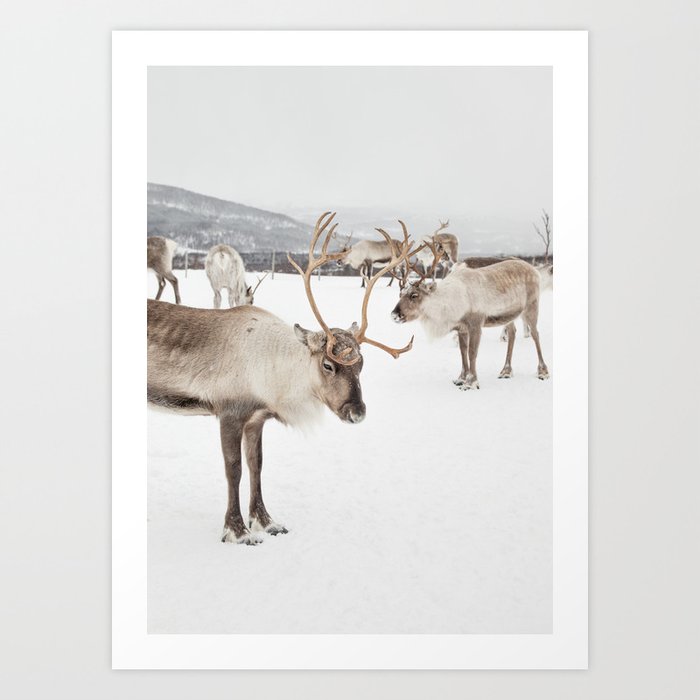 Reindeers In Norway Photo | Snow Winter Landscape In Scandinavia | Animal Travel Photography Art Print