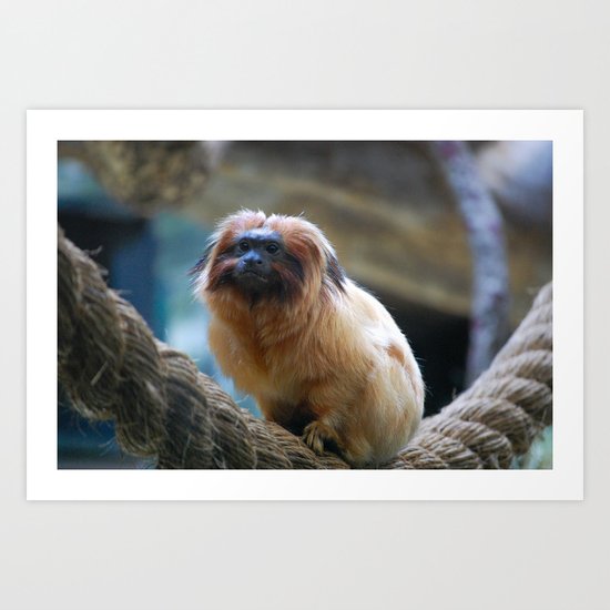 Monkey on Rope Art Print