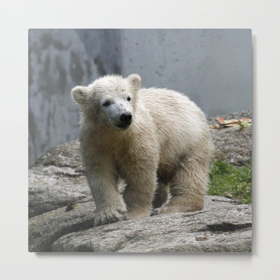 Polarbear_2015_0302 Metal Print